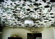 ceilingmold.jpg